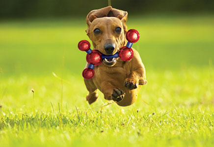 small animal health and care